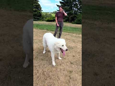 EASY WAY TO TRAIN A DOG ON THE SPOT-ON GPS FENCE COLLAR