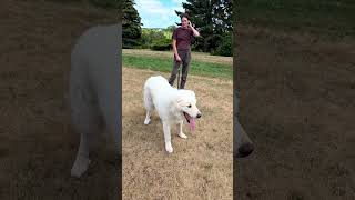 EASY WAY TO TRAIN A DOG ON THE SPOT-ON GPS FENCE COLLAR