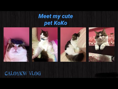 My Cat KoKo is watching Cartoon Movie😅😅😅