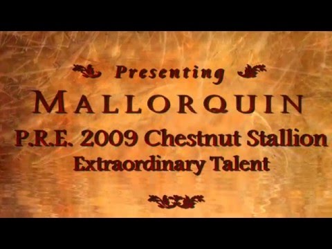 Mallorquin 2009 Chestnut PRE Andalusian Stallion SOLD