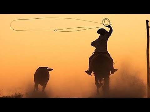 Tião Carreiro e Pardinho - Catimbau (LETRA)