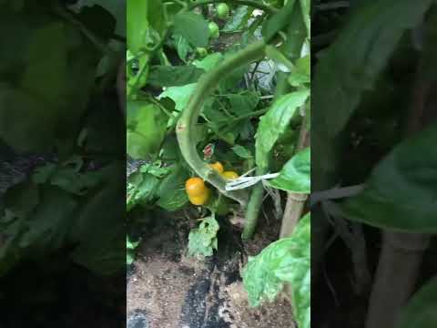 ズッキーニの隣に置いてはいけない野菜は何ですか?彼らは彼らの成長にどのような影響を与えるのでしょうか？  庭園