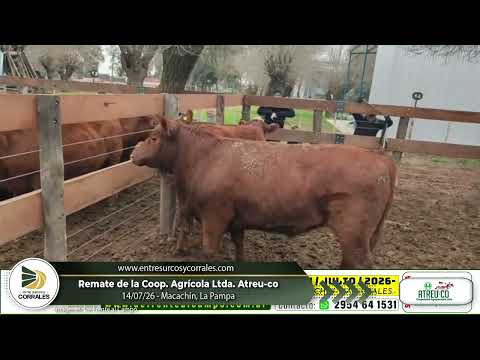 14-07-26 - Remate de la Coop. Agrícola Ltda. Atreuco - Macachín, La Pampa