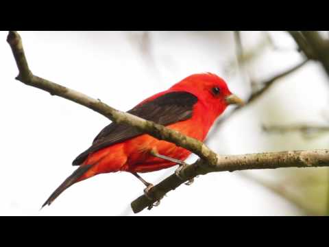 Piranga šarlátová (Piranga olivacea) — spev a hlas v prírode