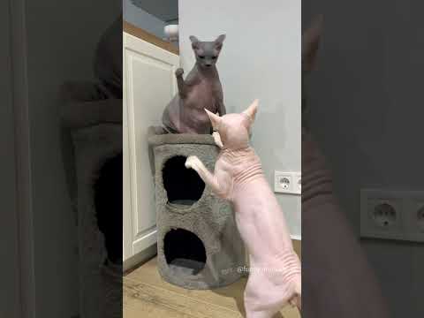 Cat slapping another cat, until it finally fights back.😂 #sphynx #sphynxcat  #catlovers