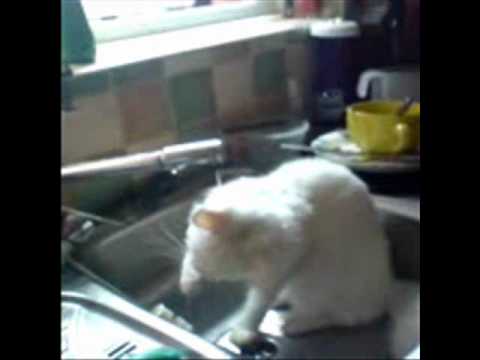 Cat Sink Wash