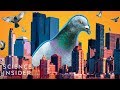 Why Cities Have So Many Pigeons