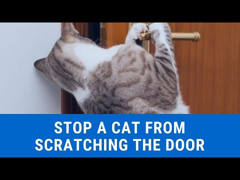 How to stop a cat from scratching the Door updated 2021