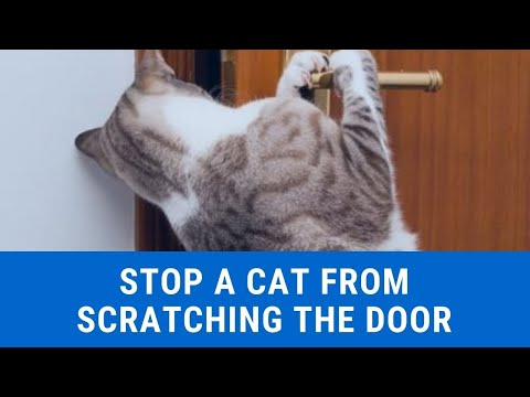 YouTube video about: How to stop cat scratching at door in morning?