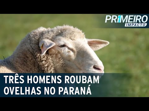 Câmera de segurança flagra homens roubando ovelhas | Primeiro Impacto (13/11/20)