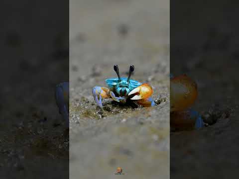 Mesmerising beauty blue fiddler crab #andaman #wildlife #portblair #wildlifephotography #viralshorts