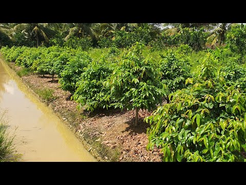 Cách bón phân, xịt thuốc cho cây mai vàng vào mùa mưa vào cuối tháng 5 âm lịch.