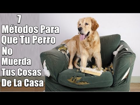 My Dog Bites Everything. What Should I Do? - 7 Ways to Solve It - (Furniture, Objects, Shoes)