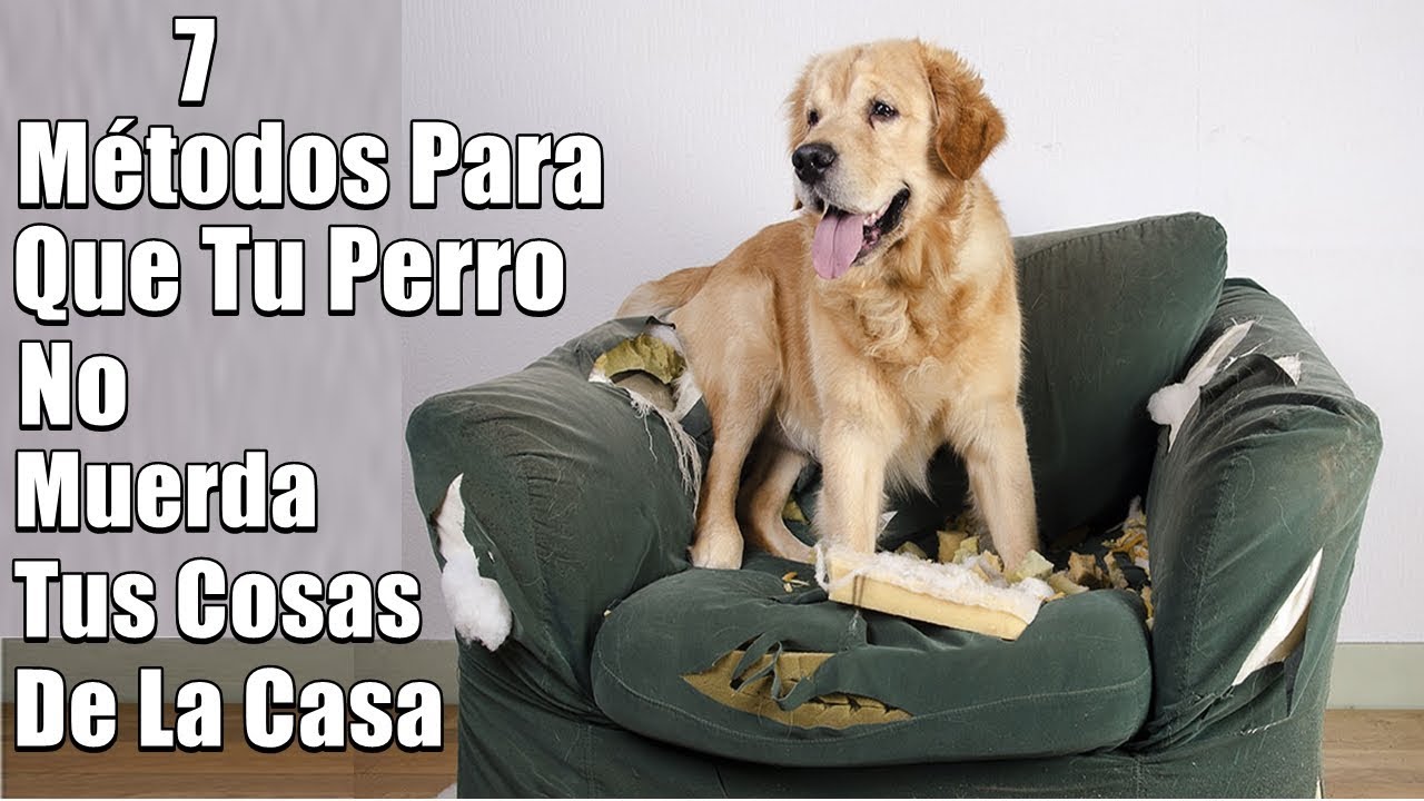 Mi Perro Muerde Todo ¿Que hago - 7 Métodos de solución - (Muebles, objetos,zapatos)