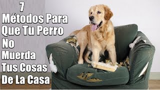 Mi Perro Muerde Todo ¿Que hago - 7 Métodos de solución - (Muebles, objetos,zapatos)