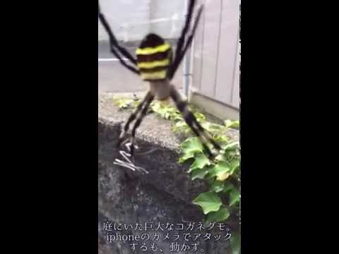 コガネグモについて詳しく解説