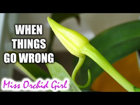 Orchid Updates - When things don't go according to plan