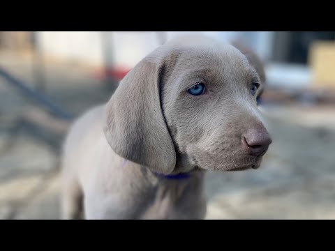 Die Weimaraner Welpen - Portrait "Adenauer"