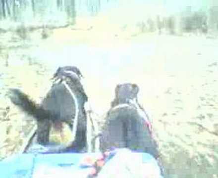 Zughunde in Berlin vor der Kutsche in Aktion