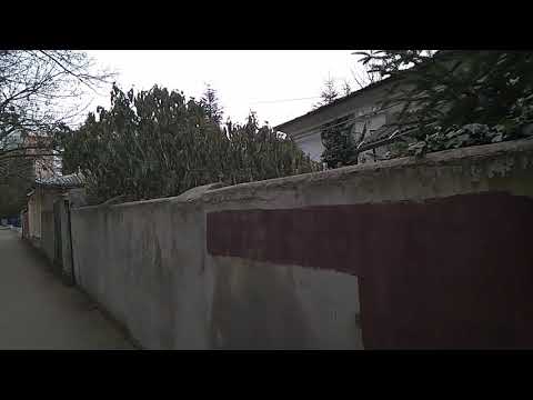 Калина морщинолистная  Сем. Жимолостные Viburnum rhytidophyllum