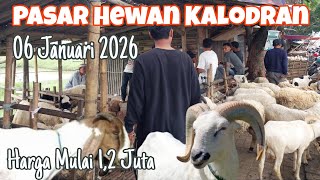 Download lagu Update Harga Kambing & Domba  06/01/2026,Di Pasar Hewan Kalodran,Kota Serang Banten mp3