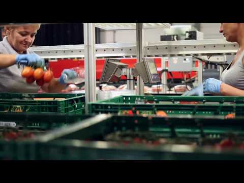 Gewächshausproduktion Tomaten in Raddusch, Brandenburg, Deutschland