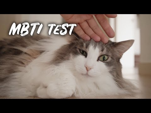 Cat Personality Test | Norwegian forest cat