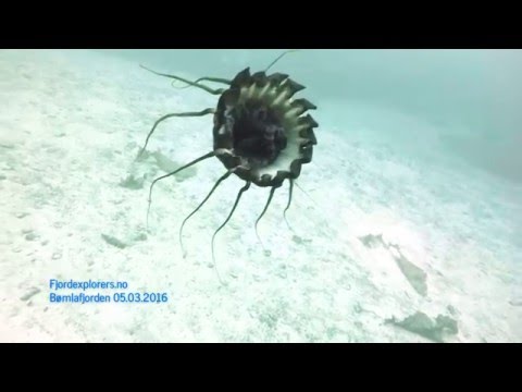 2016 03 05 Nyleia, Stord Periphylla periphylla - Kronemanet