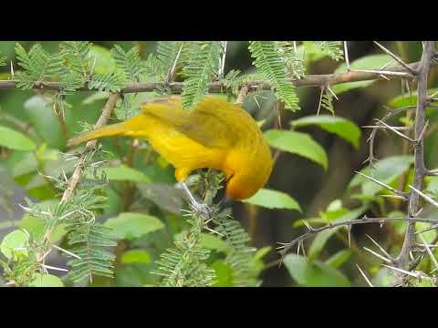 Pletiarka okuliarnatá (Ploceus ocularis) — spev a hlas v prírode