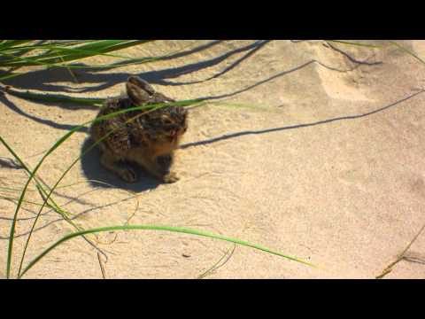 I feed a rabbit bread????