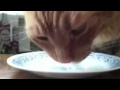 Nom Nom Kitty