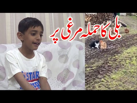 The cat attacked the hen (best video) mohib shooting