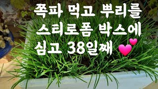 쪽파 김치담고, 자른 뿌리를 스티로폼 박스에 심고 38일째 