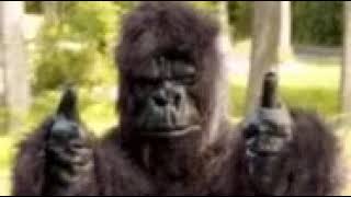 Download lagu video gorila joget mp3 Download lagu video gorila joget mp3