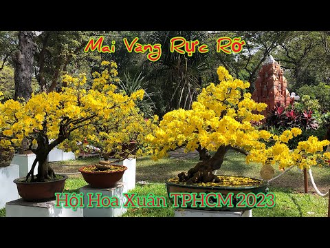 Mai Vàng Bonsai / Hội Hoa Xuân Tao Đàn TPHCM / Xuân Quý Mão 2023