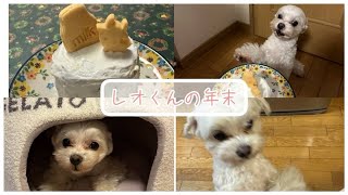 レオくんの年末🐶