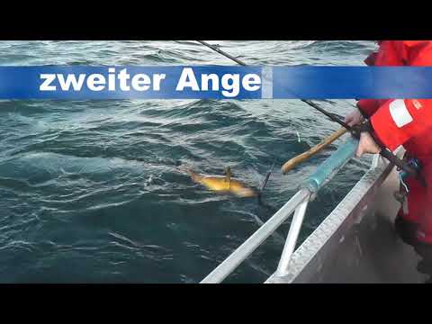 Kaschi: auf Kveite , Dorsch und Leng  - 3 Tage Angeln im Mai 2017.