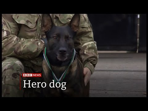 Kuno the war dog to receive the Dicken medal (UK) - BBC News - 24th November 2020