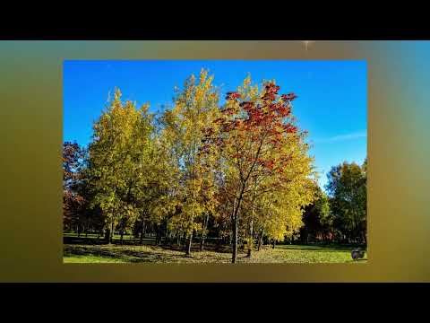 Rytis Cicinas   Popuri