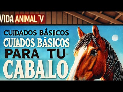Cuidados básicos para tu caballo