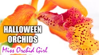 6 Orchids in Halloween colors - Holiday special