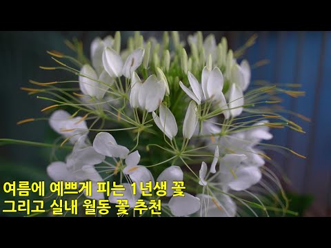 , title : '매년 여름 예쁘게 피는 1년생 꽃과 실내월동 꽃 추천. Annual flowers that bloom beautifully in summer.'