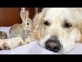 Cute Baby Bunnies think the Golden Retriever is their Mother