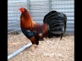 Hoy Platique Con Mi Gallo Vicente Fernandez