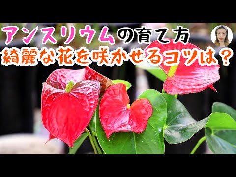 アンスリウムが最も過剰な散水光を嫌うのは何ですか