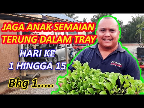 , title : 'Cara Jaga Semaian Anak Pokok Terung Dalam Tray Semaian Dari Hari Ke 1 Hingga Hari Ke 15 - BHG 1'