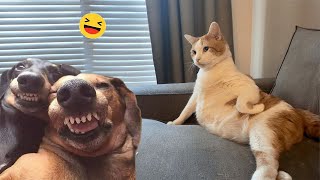 Funny Dogs And Cats Videos 2024 😅 - Best Funniest Animal Videos Of The week #8