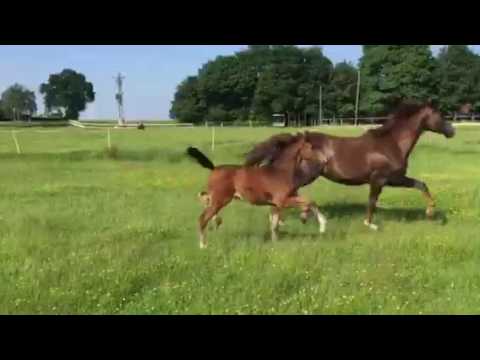 Fadette SF von Goldberg x Fürst Piccolo