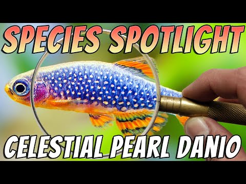 Celestial Pearl Danios (Danio margaritatus) Freshwater Nano Aquarium Fish Profile & Care Guide