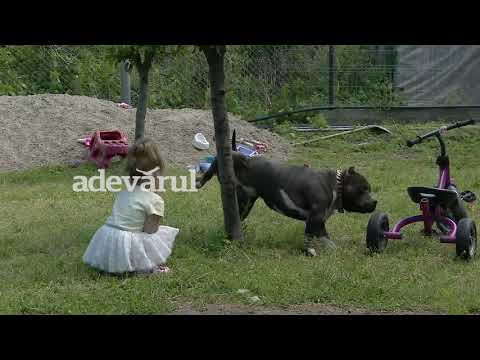 Cei mai valoroși câini, aduși din Statele Unite de un buzoian